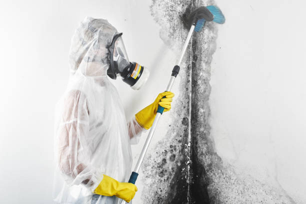 Best Mold-Related Health Consultation  in Idalou, TX