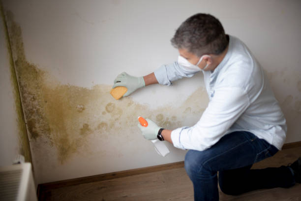 Best Residential Mold Inspection & Testing  in Idalou, TX